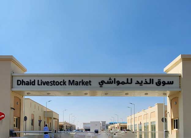 Sharjah Asset Management Oversees Management and Operations of Al Dhaid Livestock Market